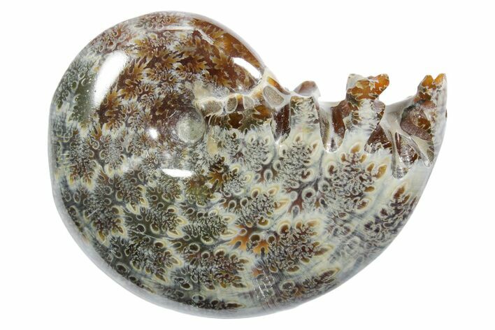 Polished Ammonite (Phylloceras) Fossil - Madagascar #349805
